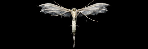 Falter, Insekten, Pterophorus pentadactyla, Schlehen-Federgeistchen, Schmetterlinge, butterfly, lepidoptera, white plume moth