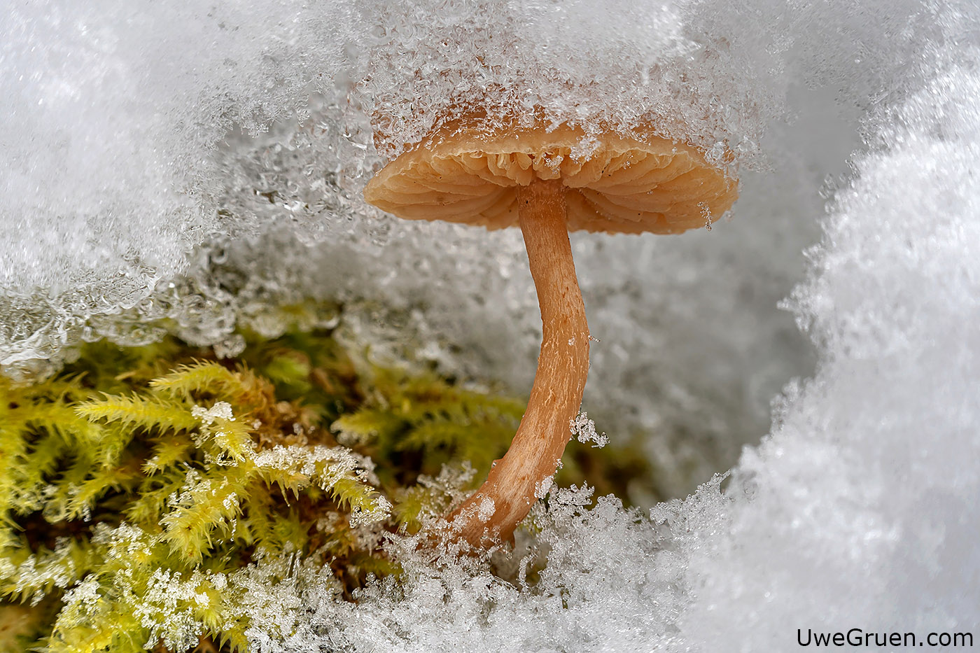 Pilz in Schneehöhle