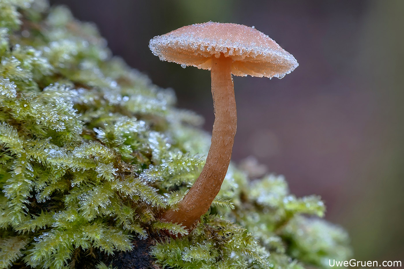 Winterpilz mit Eis auf dem Hut