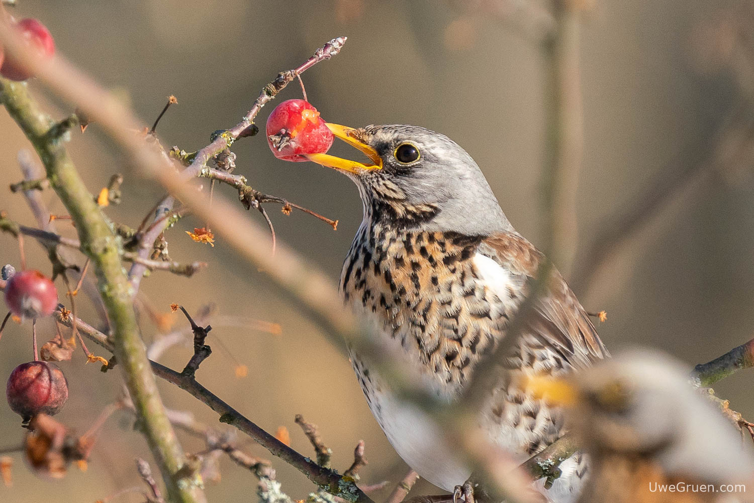 Wacholderdrossel - Krammetsvogel - Fieldfare