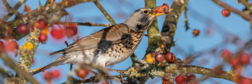 Drosseln, Echte Drosseln, Krammetsvogel, Passeriformes, Singvögel, Sperlingsvögel, Turdidae, Turdinae, Turdus, Turdus pilaris, Vögel, Wacholderdrossel, fieldfare