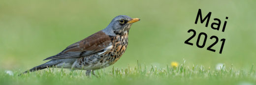 Art of Nature, Frühling, Krammetsvogel, Natur, Naturfotografie, Singvogel, Tierfotografe, Tierwelt, Wacholderdrossel, Wiese, Wildlife, freigestellt